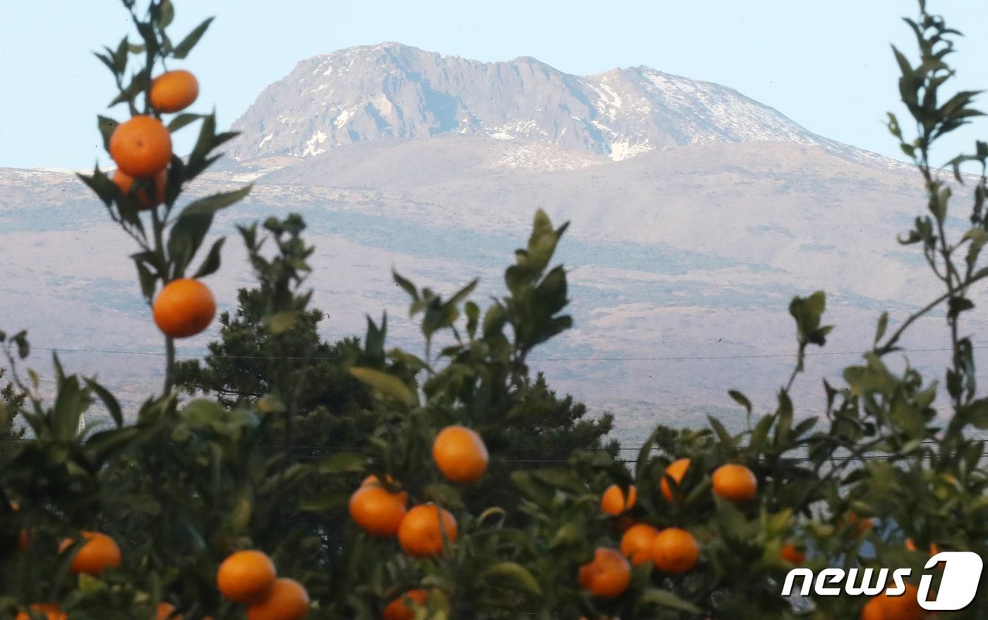  제주 서귀포시 강정동의 한 감귤밭 뒤로 하얗게 눈이 쌓인 한라산 정상부가 보인다. 2023.11.22/뉴스1 ⓒ News1 오현지 기자