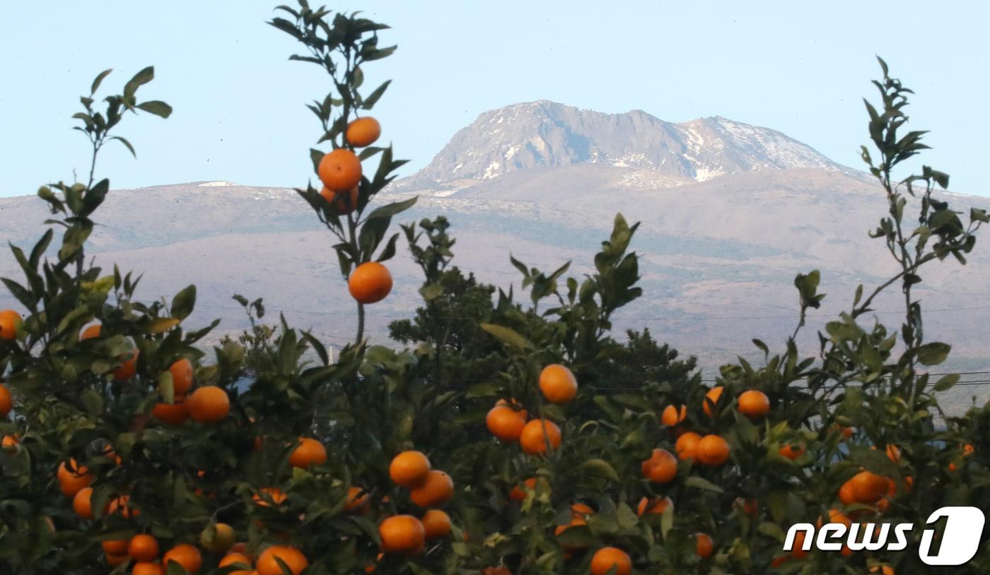 제주 서귀포시 강정동의 한 감귤밭 뒤로 하얗게 눈이 쌓인 한라산 정상부가 보인다. 2023.11.22/뉴스1 ⓒ News1