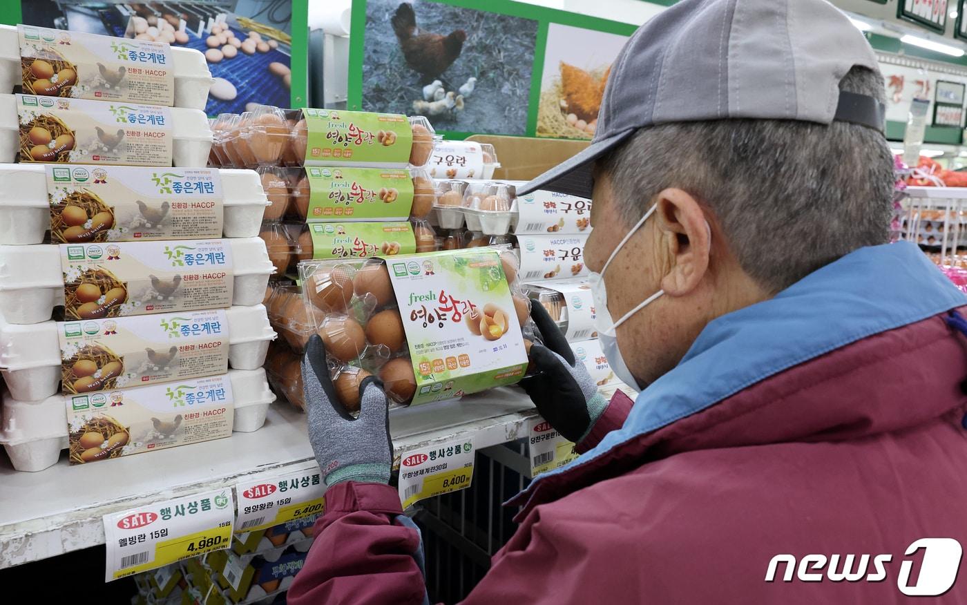본문 이미지 -  한 대형 식자재 마트에서 한 시민이 계란을 고르고 있다. 2023.11.23/뉴스1 ⓒ News1 김진환 기자