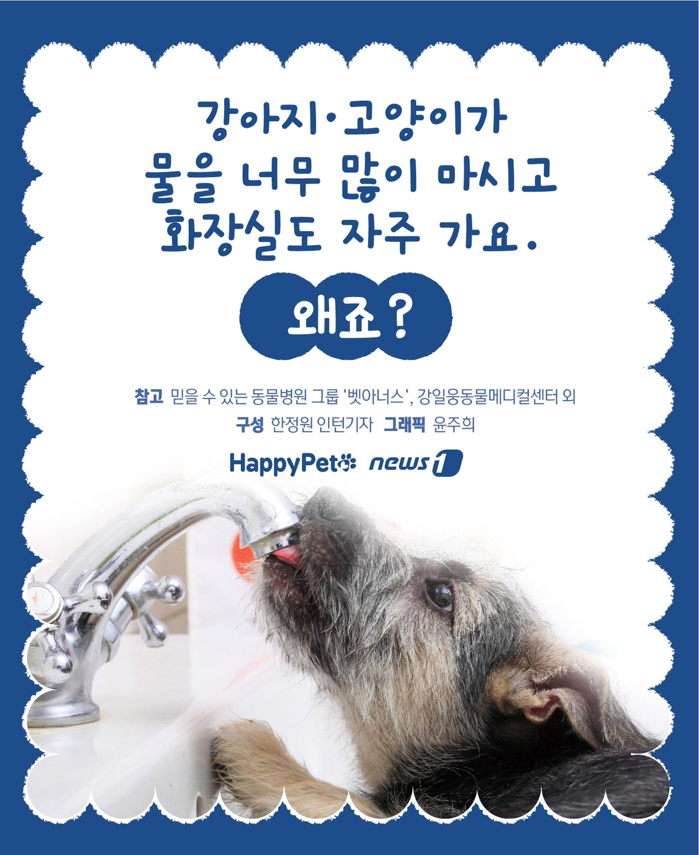 본문 이미지 - 반려동물 다음다뇨 펫카드