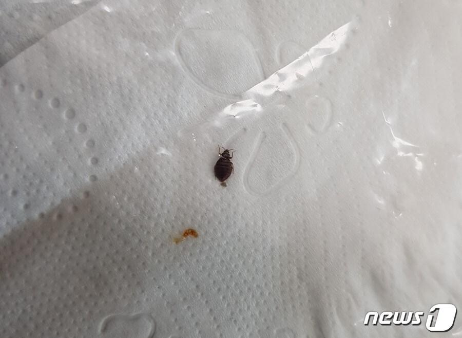 본문 이미지 - 대구의 한 고등학교 기숙사 방에서 빈대가 출몰했다. (대구교육청 제공)/뉴스1