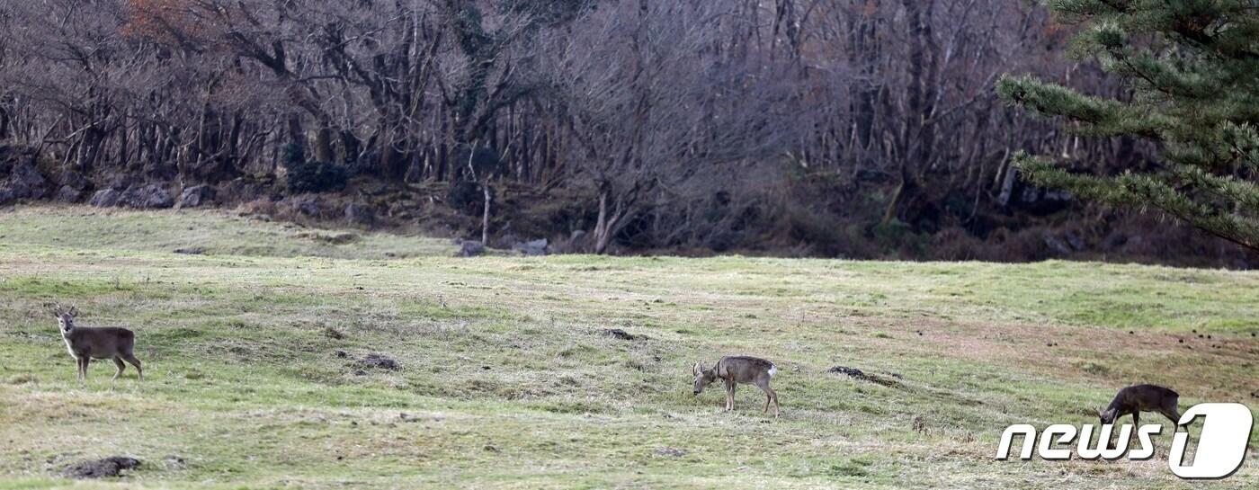 26일 오후 한라산 노루가 제주 5·16도로에 위치한 마방목지를 한가롭게 거닐고 있다. 마방목지는 하절기에 천연기념물인 '제주마'를 방목해 관리하다 10월에는 축산진흥원으로 옮긴다.2023.11.26/뉴스1 ⓒ News1 고동명 기자