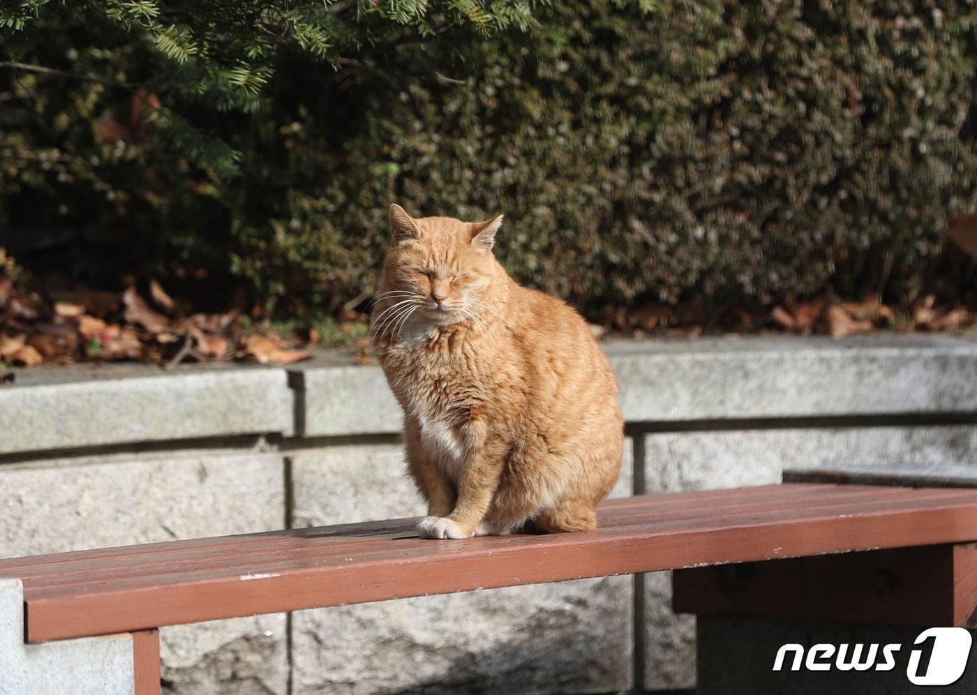 길고양이(사진은 기사와 무관함)/뉴스1