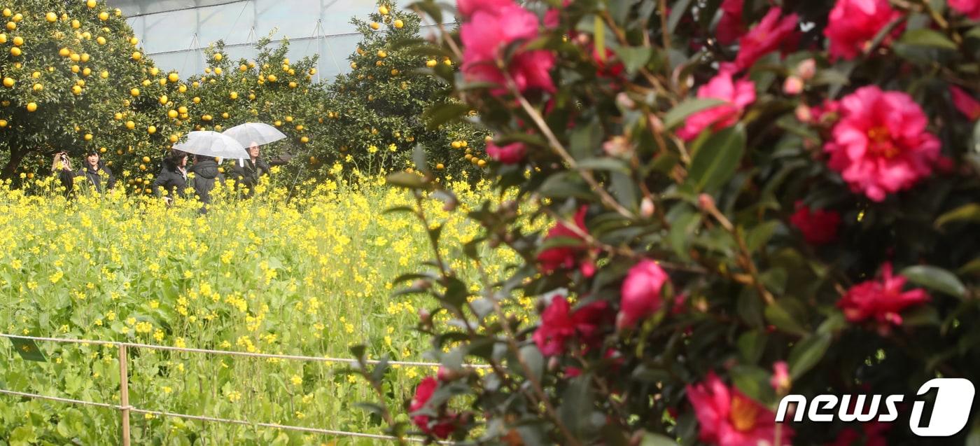 겨울에 핀 동백꽃과 유채꽃&#40;자료사진&#41;/뉴스1