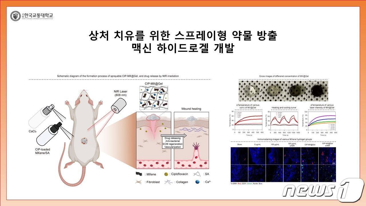본문 이미지 - 30일 한국교통대와 서울대 연구팀이 상처 치유를 위한 맥신 하이드로젤을 개발했다고 밝혔다. 사진은 상처 치유 실험도.(교통대 제공)2023.11.30/뉴스1 