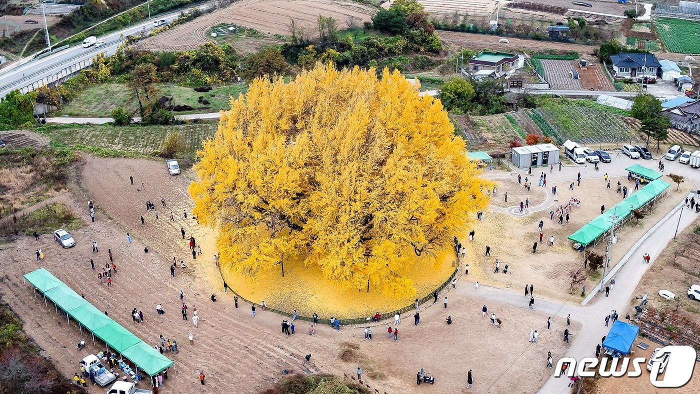 2023 반계리 은행나무 축제가 지난해 11월 3일 강원 원주시 문막읍 반계리 은행나무 주변에서 열렸다. (원주시 제공) 2023.11.4/뉴스1 ⓒ News1 신관호 기자