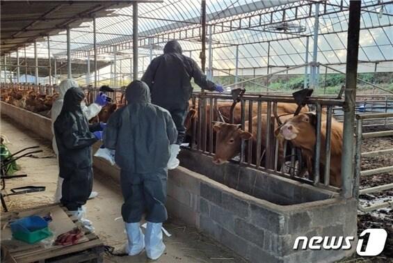 본문 이미지 - 전북 소재 한 한우농가에서 럼피스킨병 백신 접종이 진행되고 있다.&#40;전북도 제공&#41;/뉴스1 