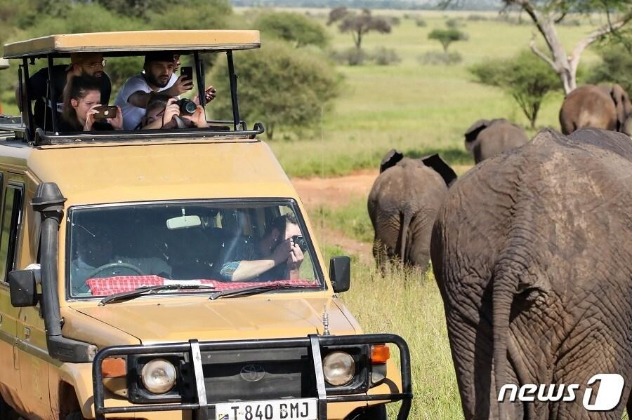 본문 이미지 - 탄자니아 세렝게티(하나투어 제공)