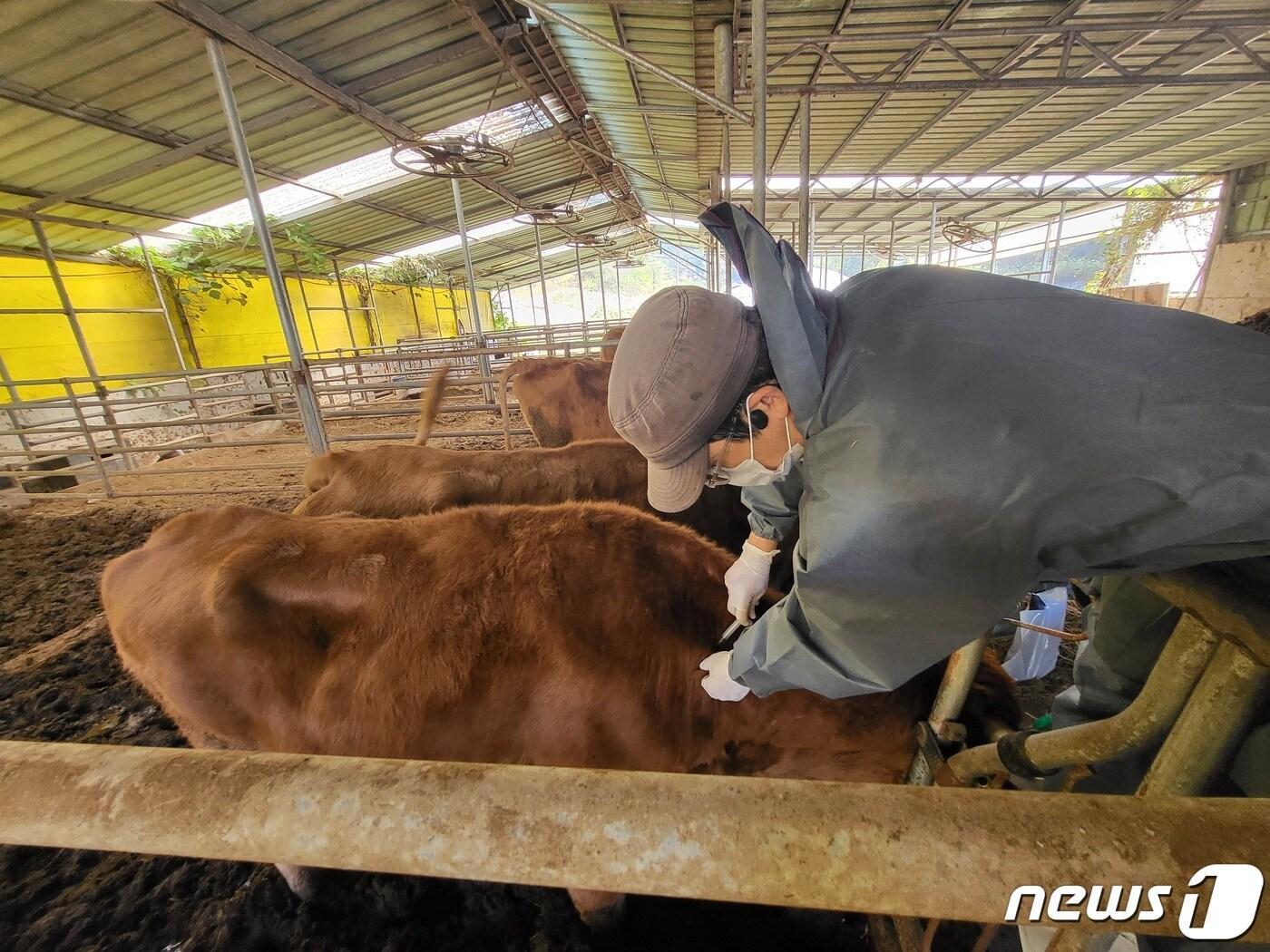 본문 이미지 - 한우농가 럼피스킨병 백신 접종 모습.&#40;전남도 제공&#41; 2023.11.7/뉴스1