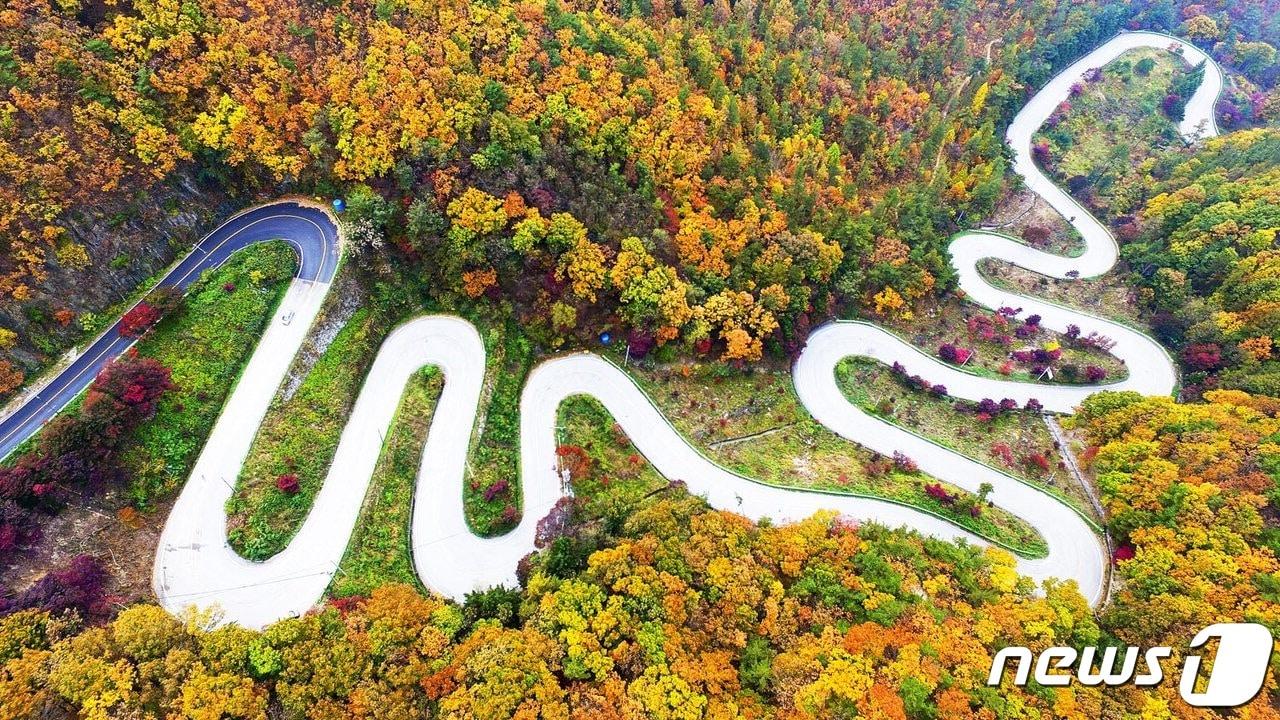 본문 이미지 -  형형색색 단풍으로 물든 보은 속리산 말티재. (보은군 제공) /뉴스1