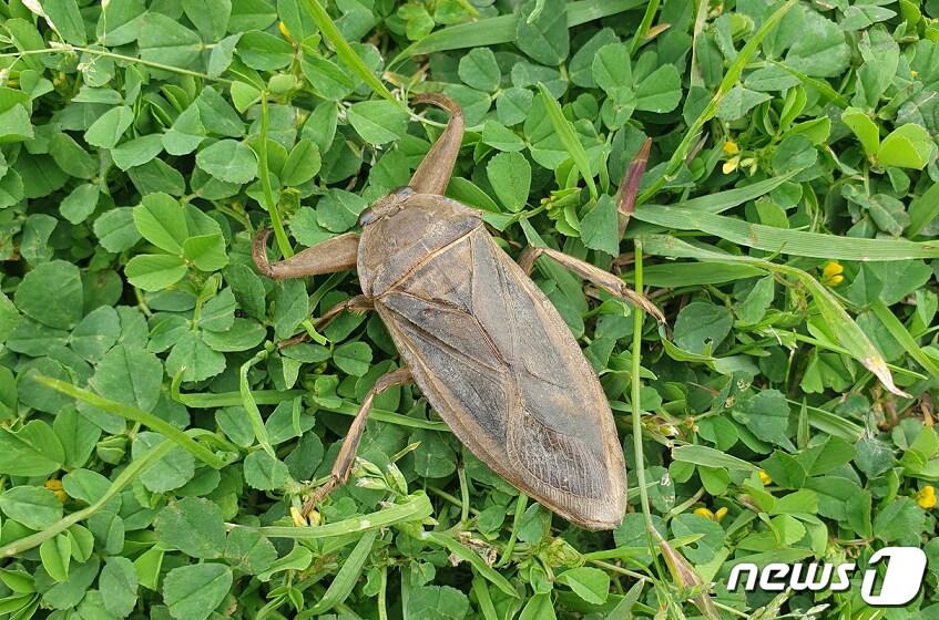 본문 이미지 - 신안에서 발견된 멸종위기야생생물 2급 물장군 (신안군 제공)/뉴스1 