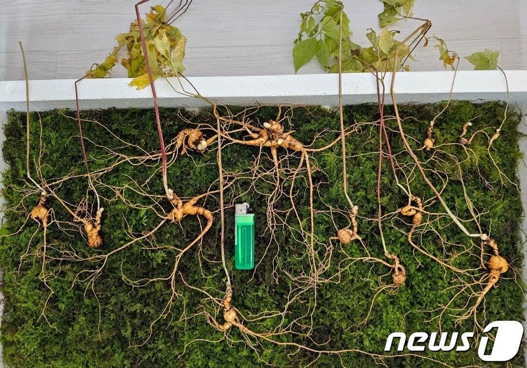 본문 이미지 - 발견된 산삼(한국전통심마니협회 제공).