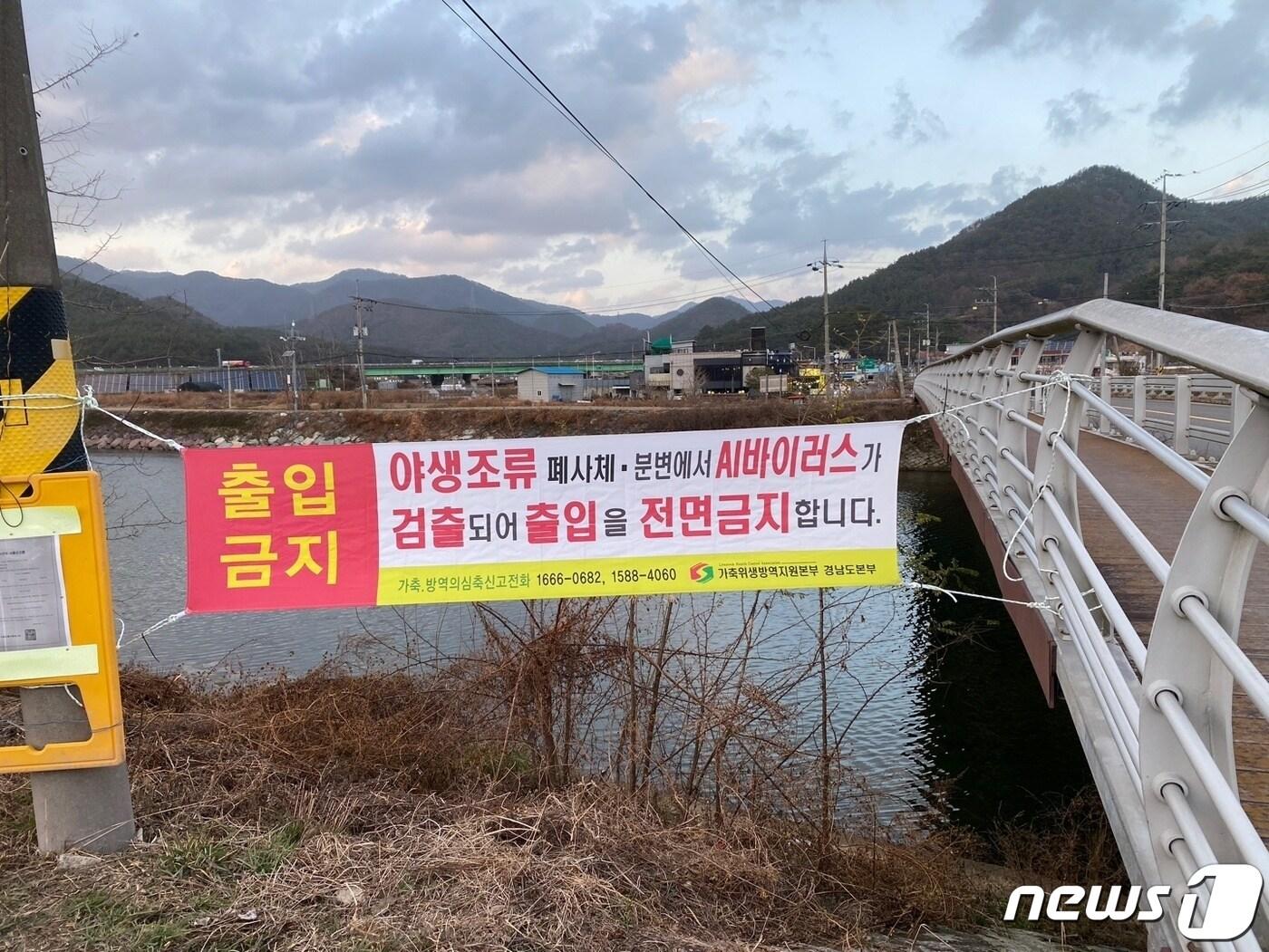 본문 이미지 - 6일 창원시 마산합포구 진전천 인근에서 포획한 청둥오리에서 고병원성 조류인플루엔자 항원이 검출돼 경남도가 진전천에 출입 금지 현수막을 내걸었다.(경남도 제공)