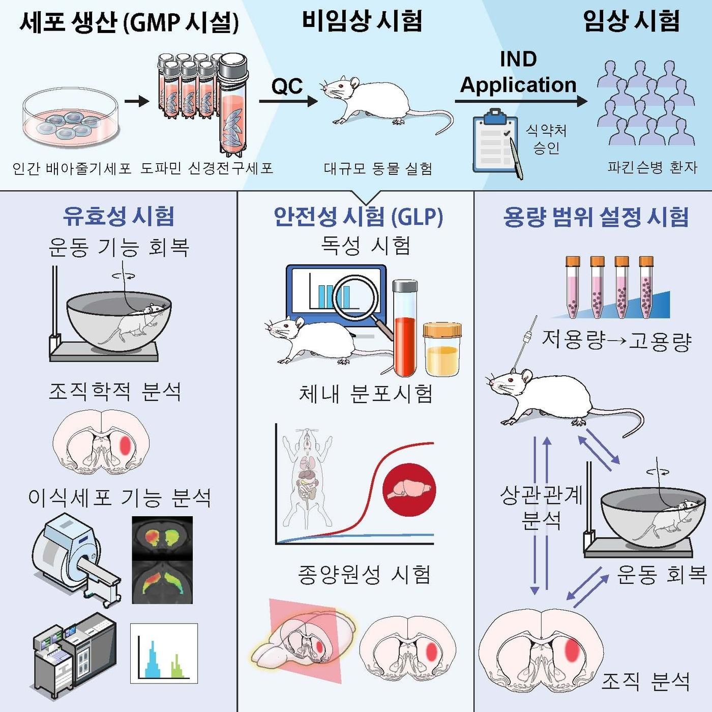 본문 이미지 - 임상용 배아줄기세포로부터 임상 등급의 중뇌 특이적 도파민 신경전구세포를 생산(분화)하는 연구 과정. (세브란스병원 제공)