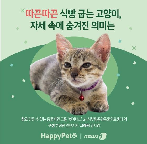 본문 이미지 - 고양이 식빵 자세 펫카드