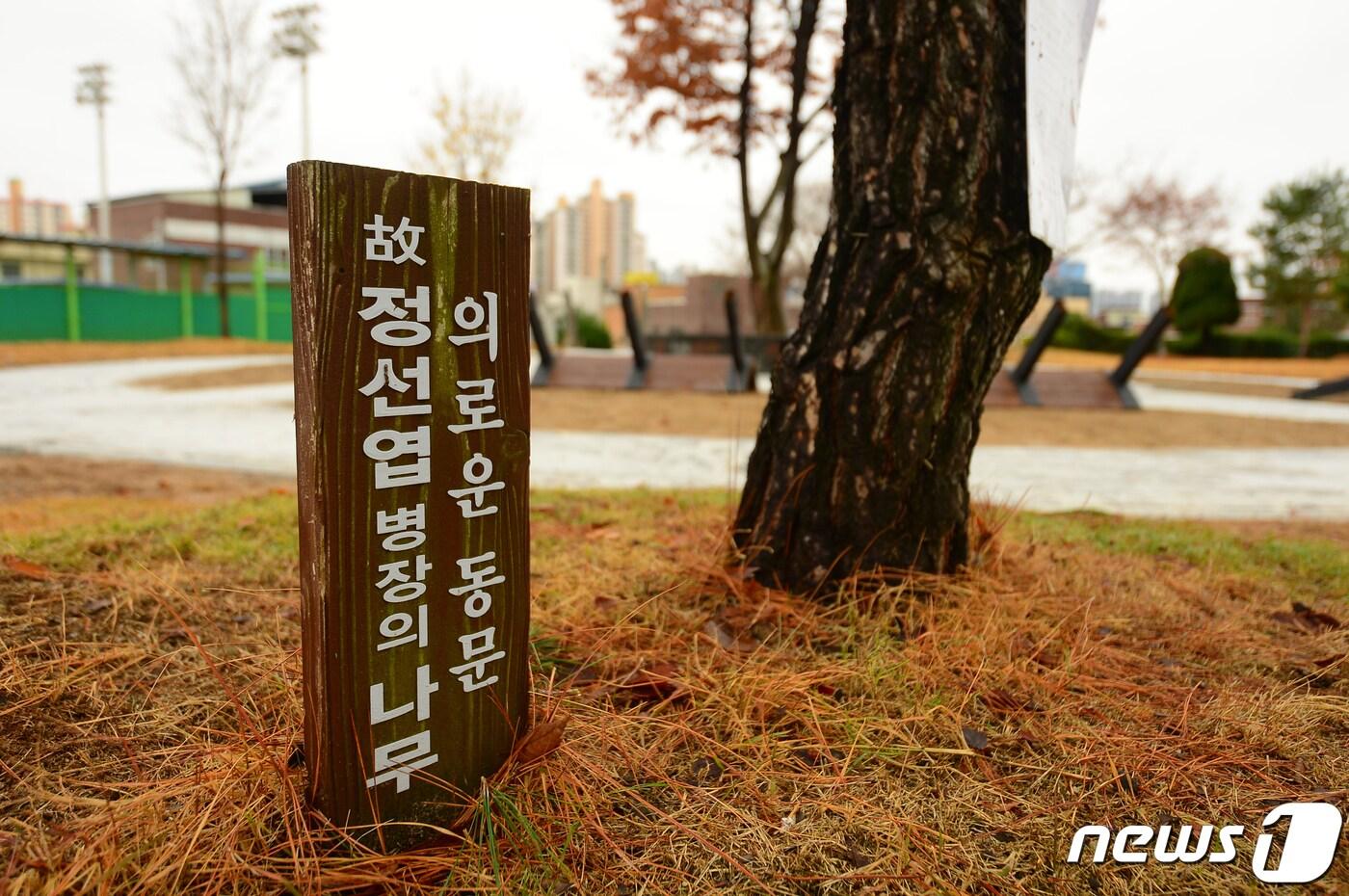 본문 이미지 - 1979년 12·12 사태 당시 육군본부와 국방부를 잇는 지하벙커에서 초병 근무를 서다 전두환 반란군의 총탄에 맞아 전사한 정선엽 병장의 모교인 광주 동신고에서 12일 정 병장을 기리는 추모식이 열렸다. 사진은 기념식수 모습. 2023.12.12/뉴스1 ⓒ News1 이승현 기자