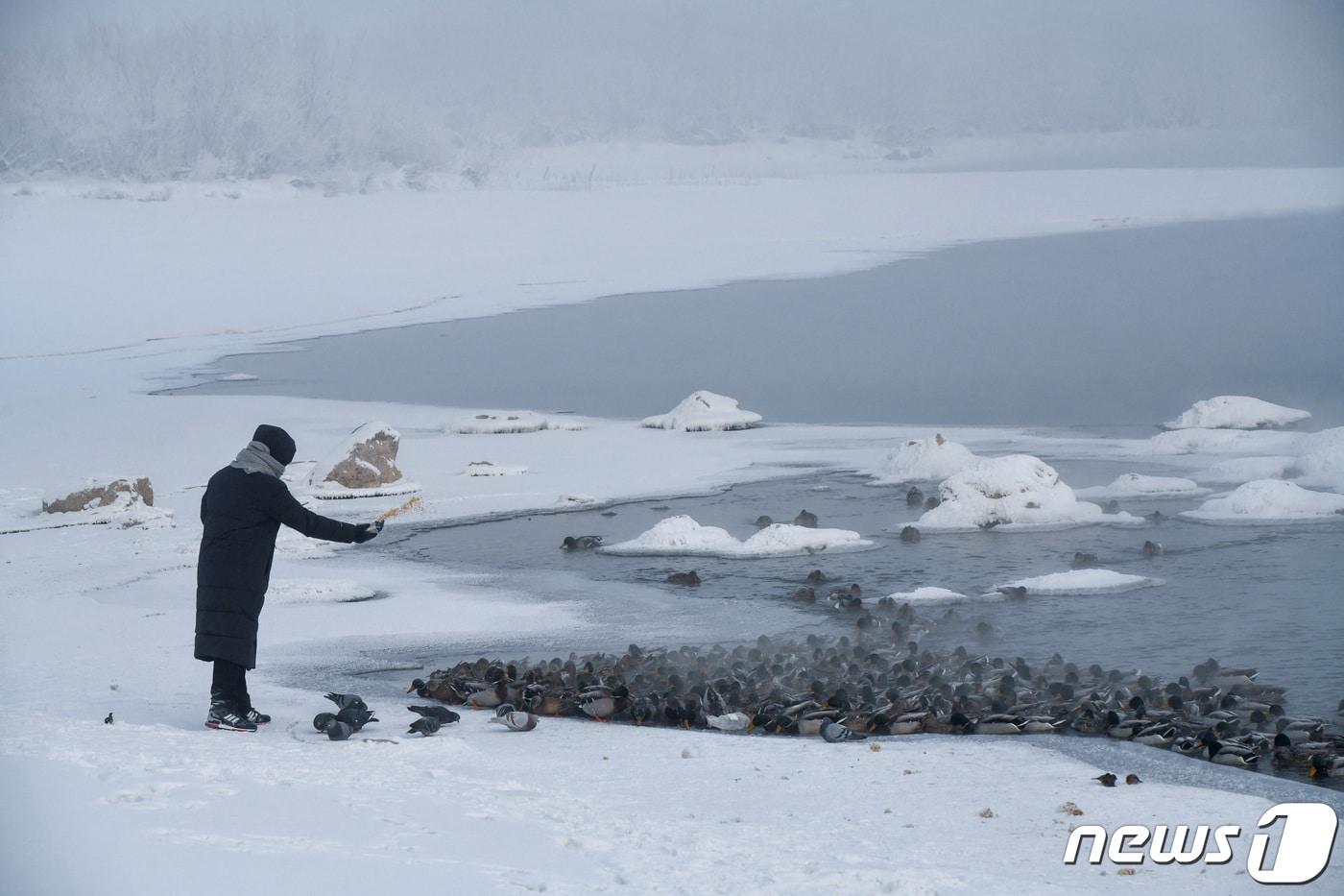 러시아 크라스노야르스크 지역에 눈이 내려 하얗게 덮인 가운데 12일(현지시간) 한 사람이 오리들에게 먹이를 주고 있다. 2023.12.12 ⓒ 로이터=뉴스1 ⓒ News1 정지윤 기자