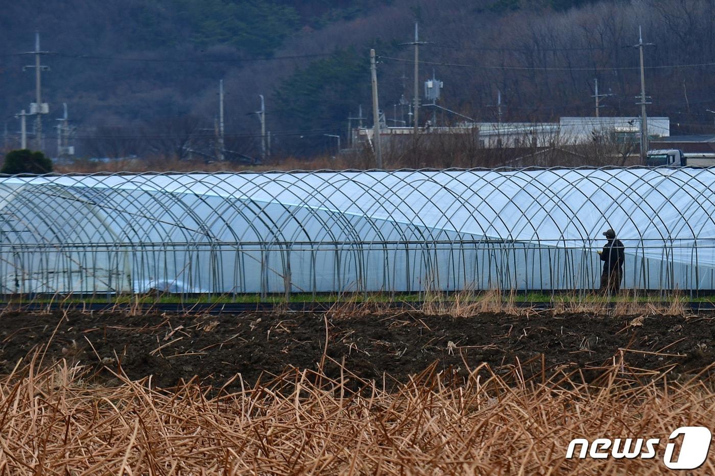 본문 이미지 - 도심 인근의 비닐하우스. (사진은 기사 내용과 무관함) ⓒ 뉴스1 DB