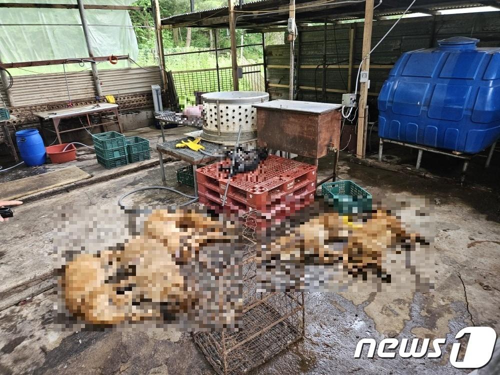 본문 이미지 - 경기도는 2021년부터 올해 12월까지 3년간 개 불법 도살 등 동물학대 행위를 한 개 사육농장 17곳을 적발했다. 연도별로는 2021년 6건, 2022년 1건, 2023년 10건이다.(경기도 제공)