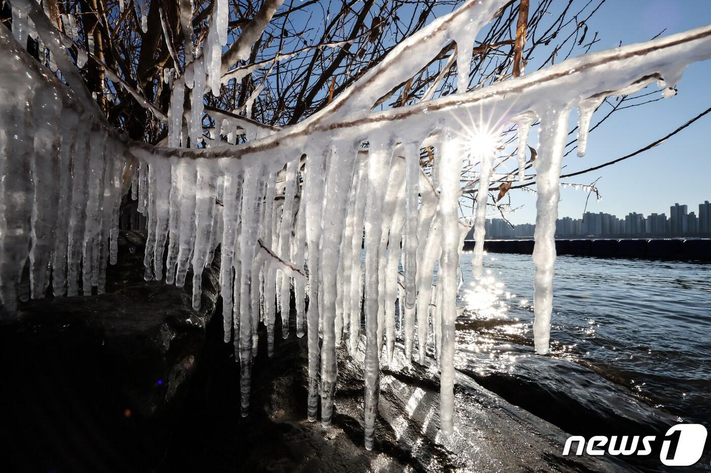 서울의 아침 기온이 영하 12도로 올겨울 들어 가장 추운 날씨를 기록한 17일 서울 광진구 뚝섬한강공원 주변 나뭇가지에 고드름이 매달려 있다. 2023.12.17/뉴스1 ⓒ News1 허경 기자