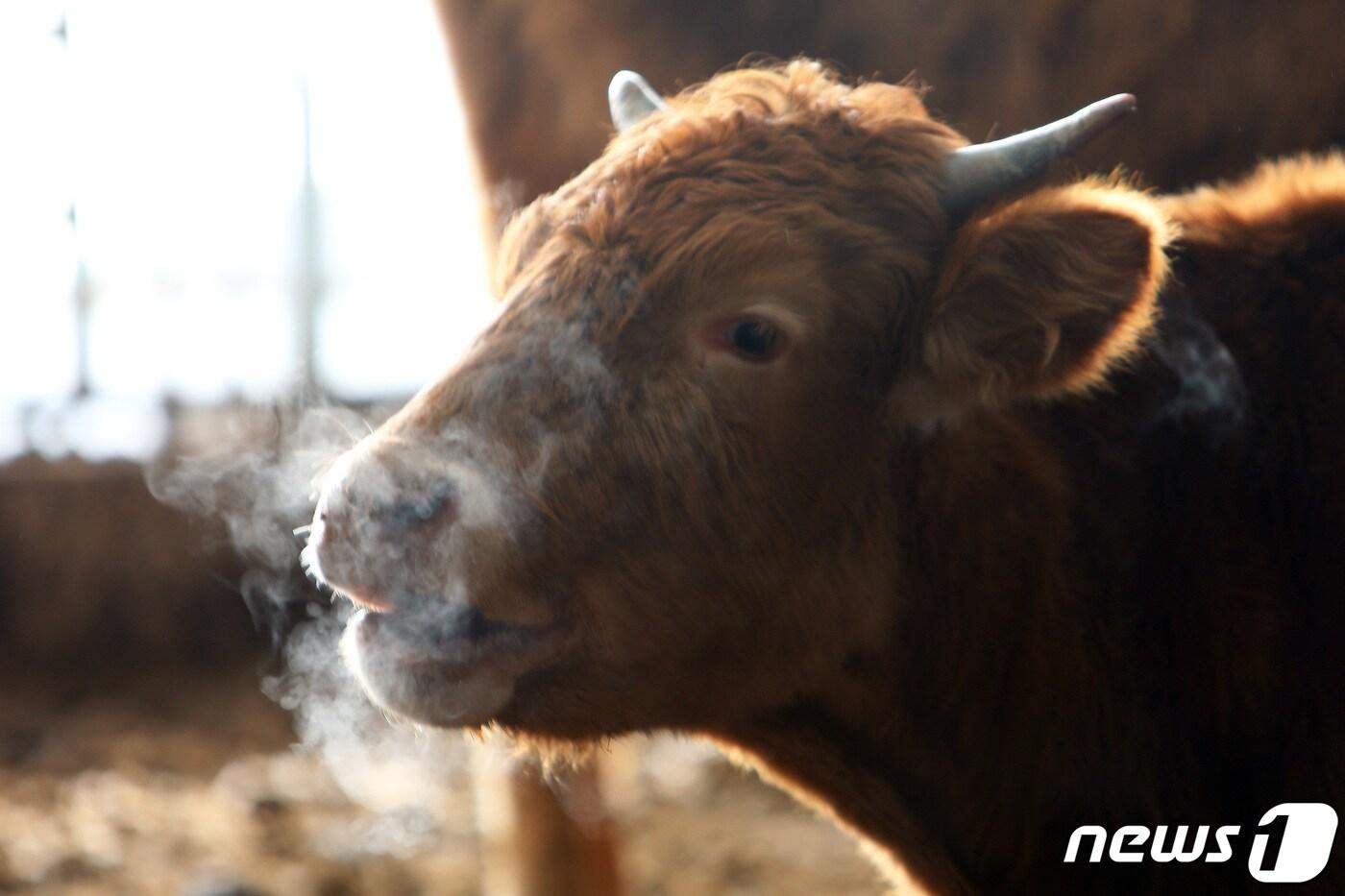 강원 인제군 인제읍 덕산리의 한 축사 안의 소가 강추위에 입김을 길게 내뿜고 있다. (인제군 제공)/뉴스1 
