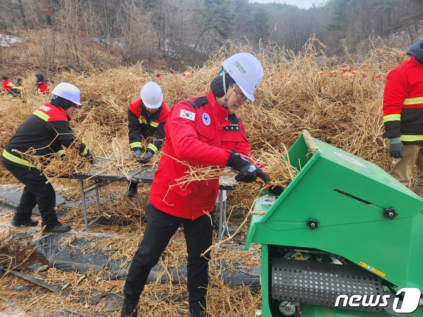 본문 이미지 -  산림청 직원들이 소각산불을 차단하기 위해 고춧대 등을 수거해 파쇄하는 모습. (산림청 제공) /뉴스1