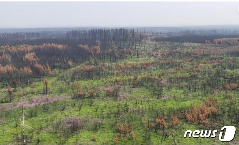 본문 이미지 - 지난 7월20일&#40;현지시간&#41; 알타주 에드슨 인근의 불에 탄 숲.