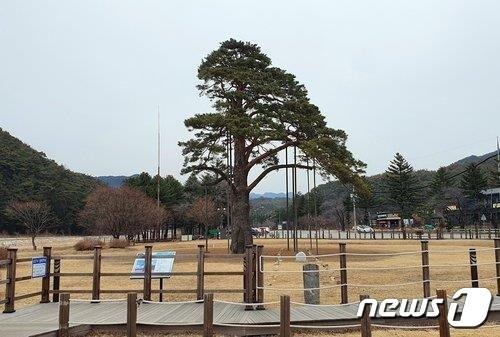 본문 이미지 - 충북 보은군 속리산 초입에 위치한 정이품송 공원 일대 전경. /뉴스1  