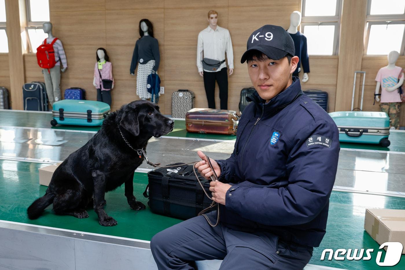 본문 이미지 - 주디(8·래브라도 리트리버)가 탐지조사요원인 서혜민 주무관(26)과 인천 중구 관세인재개발원 탐지견훈련센터 내에 있는 공항 입국장과 비슷한 요건의 훈련장에서 마약을 찾는 탐지 훈련을 하고 있다. ⓒ News1 안은나 기자
