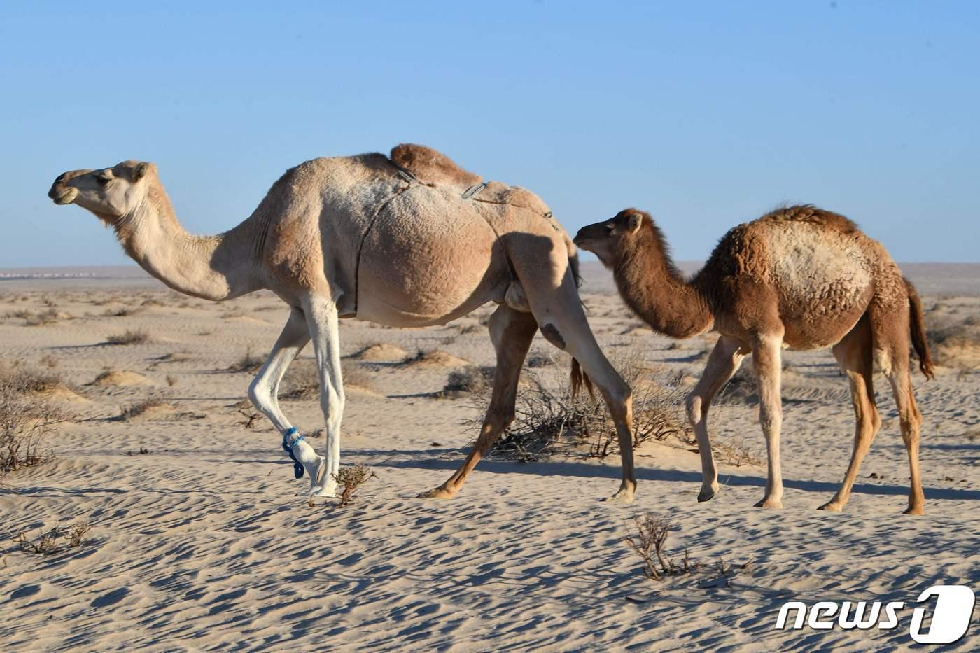 본문 이미지 - 튀니지 남서부 토주르의 사하라사막에서 낙타가 걸어가고 있다. 2023.12.26 ⓒ AFP=뉴스1