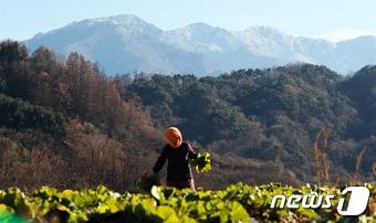 본문 이미지 - 3일 경남 함양군 마천면 촉동마을에서 바라 본 지리산 천왕봉에 하얀 눈이 쌓여 있다..뉴스1 DB