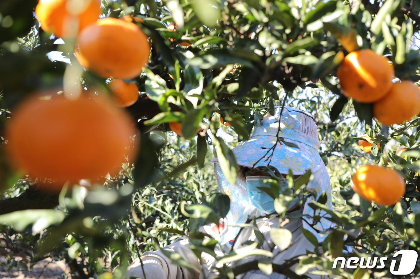 제주 감귤 수확 현장/뉴스1 