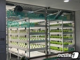본문 이미지 - 사진은 가치만드소 광주지역센터 내부 식물재배실. 기사와 무관 ⓒ News1 이민주 기자