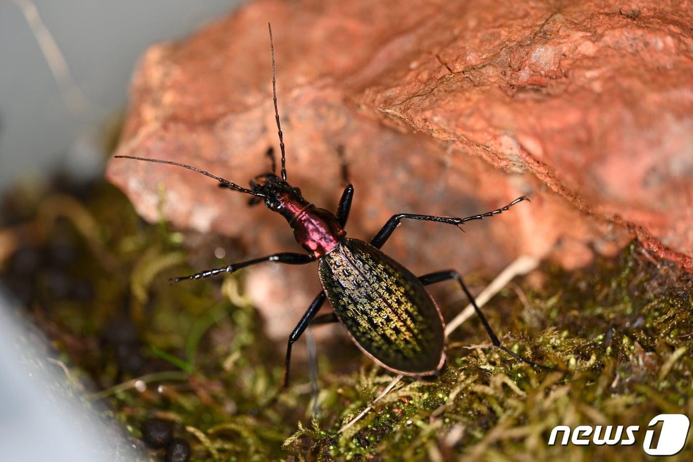 본문 이미지 - 윤조롱딱정벌레.(시흥시 제공)