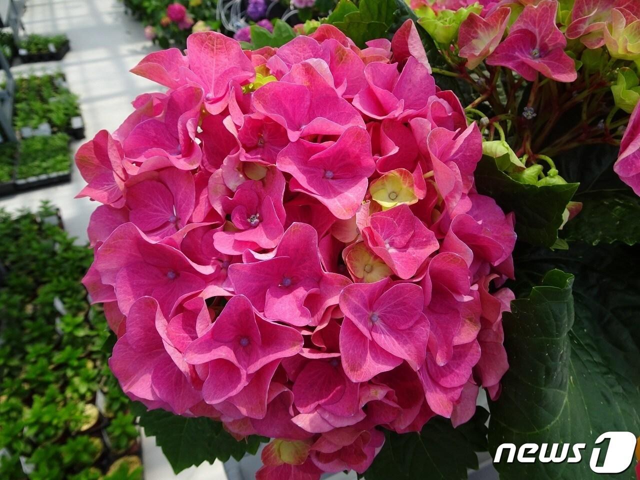 본문 이미지 - 순천수국 '가든 컬렉션 레드'(순천시 제공)2023.12.6/뉴스1