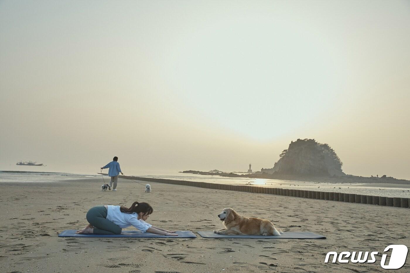본문 이미지 - 꽃지 해수욕장에서 반려견과 함께 즐기는 도가(Dog+Yoga) 모습.(태안군 제공)/뉴스1