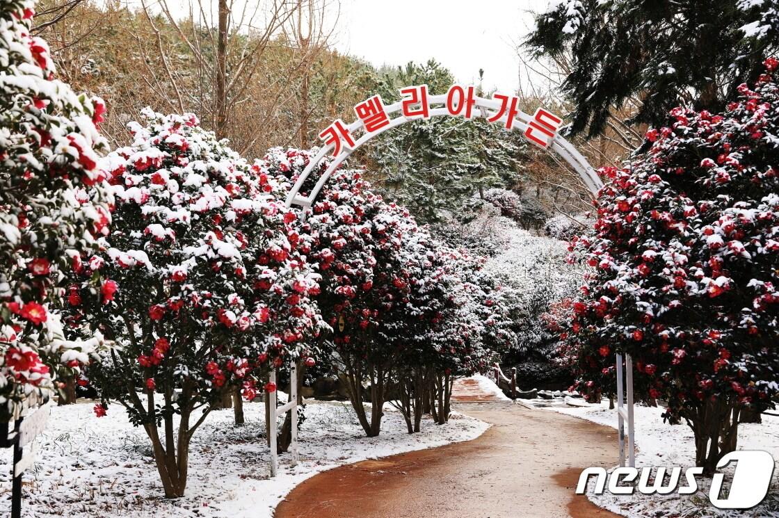 본문 이미지 - 지난해 12월9일부터 올해 1월31일까지 신안 압해도 1004섬 분재공원에서 열린 섬 겨울꽃 축제의 카멜리아 가든 모습/뉴스1
