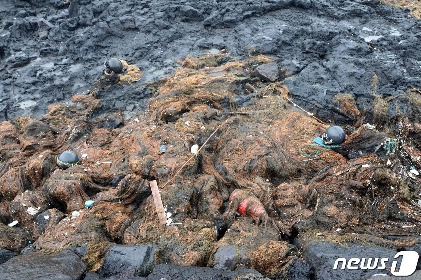 제주시 애월읍 고내리 포구 인근에 괭생이모자반이 밀려와 있다. 제주에서는 매해 중국발로 추정되는 괭생이모자반이 해안가를 덮쳐 사회적문제가 되고 있다. 올해는 1월 현재 약 60톤을 수거됐으며 주로 3~4월 가장 많이 유입된다.2023.2.12/뉴스1 ⓒ News1 고동명 기자