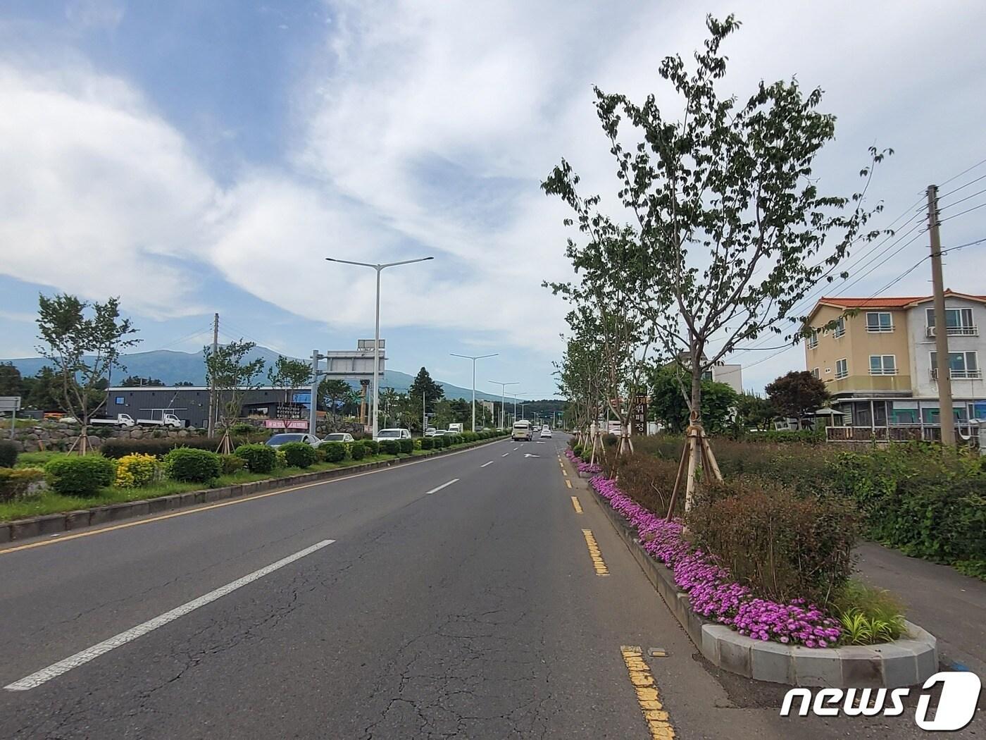 본문 이미지 - 제주도는 '제주 숲 만들기' 1차년도인 2022년 도내 126만 그루의 나무를 식재해 5512톤의 탄소흡수 효과를 거뒀다고 13일 밝혔다. 516도로변 지난해 조성한 가로수길.(제주도청 제공)/뉴스1 