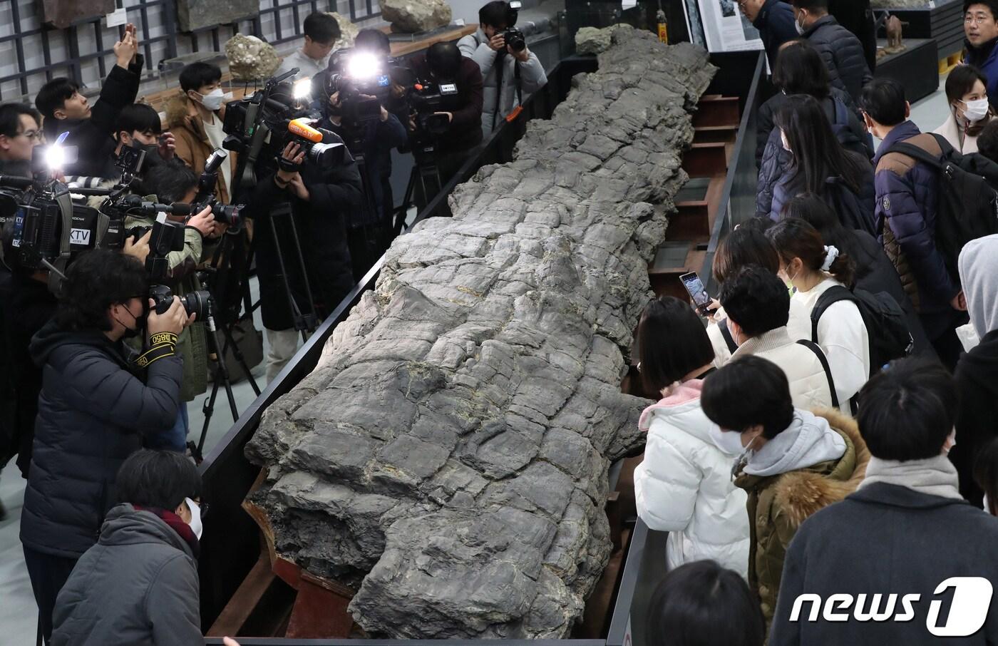 본문 이미지 - 지난 14일 대전 서구 만년동 천연기념물센터를 찾은 시민들이 '포항 금광리 신생대 나무화석'에 대한 설명을 듣고 있다.  있다. '포항 금광리 신생대 나무화석'은 1월 27일 국가지정문화재 천연기념물로 지정됐으며, 길이 10.2m, 폭 0.9~1.3m로 우리나라에서 발견된 가장 큰 나무화석이다. 2023.2.14/뉴스1 ⓒ News1 김기태 기자