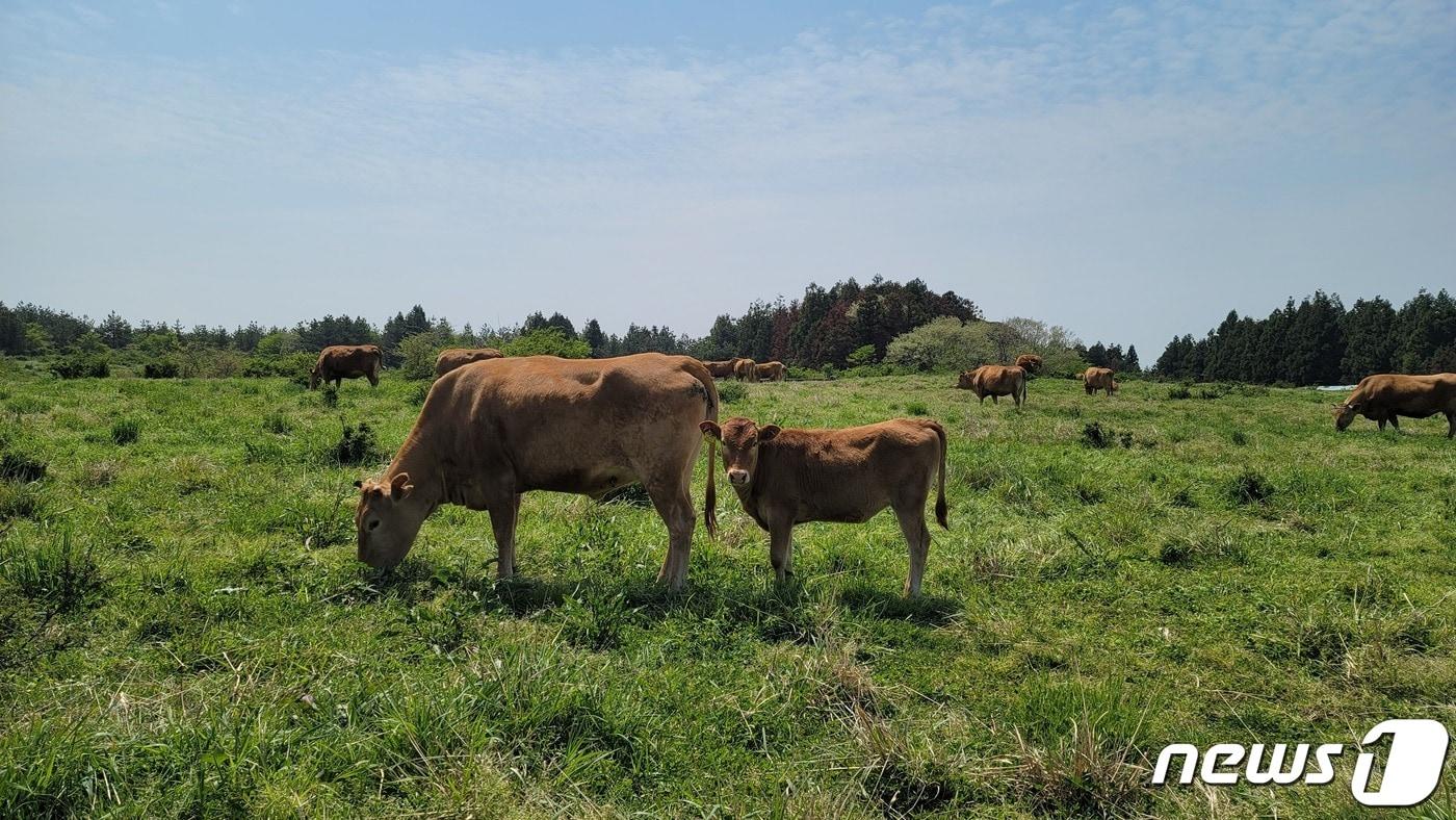 제주 한우(제주도 제공)