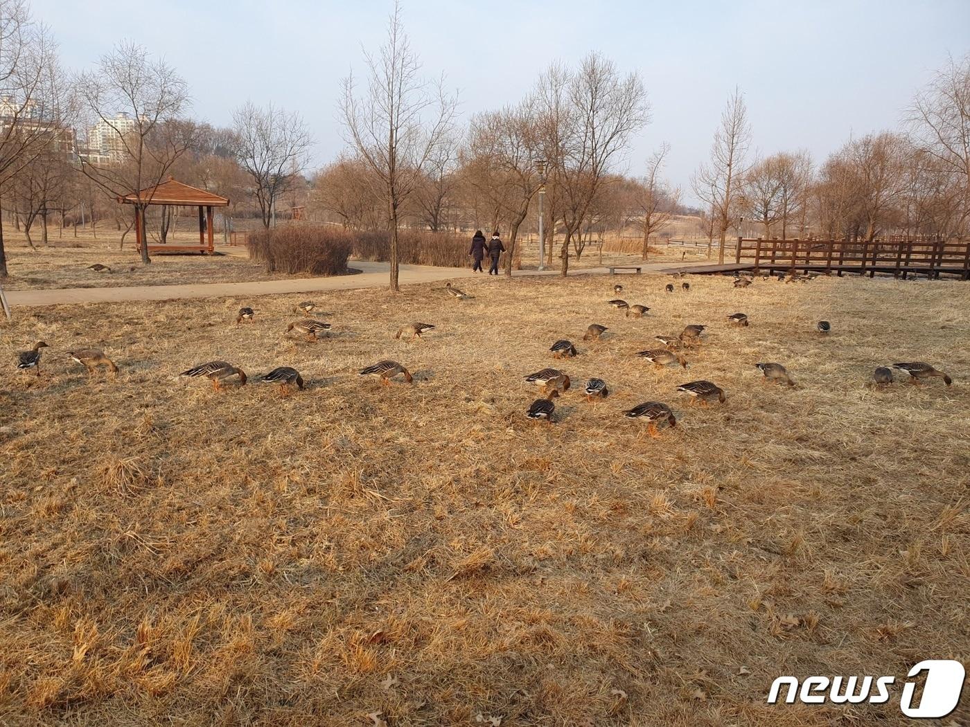 본문 이미지 - 파주 운정호수공원 산책로 주변에서 시민들이 산책을 즐기고 있는 가운데 기러기떼들이 무리지어 모여 있다. (파주시청 제공)
