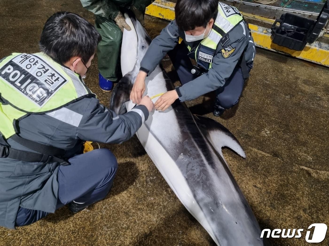 본문 이미지 - 속초해경 소속 경찰관이 20일 오전 양양군 동산항 인근 해역에서 혼획된 낫돌고래 길이를 측정하고 있다.(속초해경 제공) 2023.2.20/뉴스1