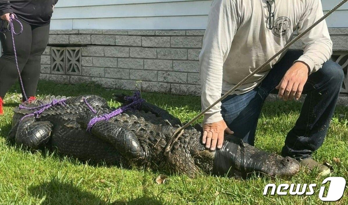 본문 이미지 - 20일(현지시간) 미국 플로리다 포트 피어스에서 악어가 개를 산책시키던 85세 여성을 공격했다. 출동한 경찰들이 악어의 눈을 테이프로 가리고 사지를 포박해 제압했다. ⓒ AFP=뉴스1 ⓒ News1 권진영 기자