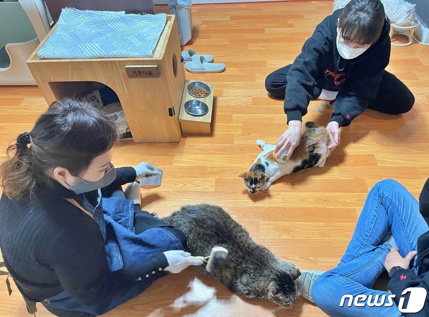 본문 이미지 - 이준호 팬클럽 '준호집_잊편한세상'은 10일 '길냥이와 동고동락' 고양이 쉼터에서 봉사활동을 했다.(길냥이와 동고동락 제공) ⓒ 뉴스1