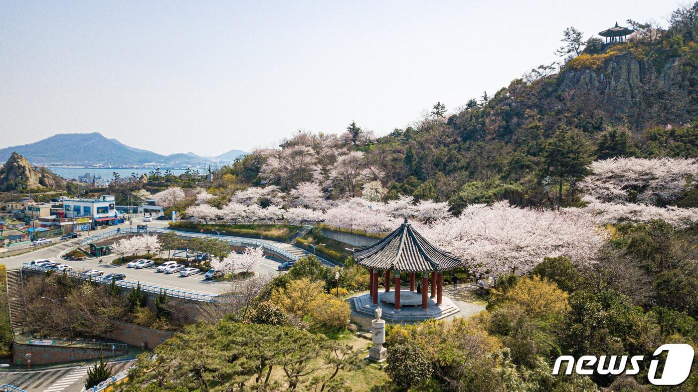 벚꽃이 활짝 핀 유달산 전경/뉴스1