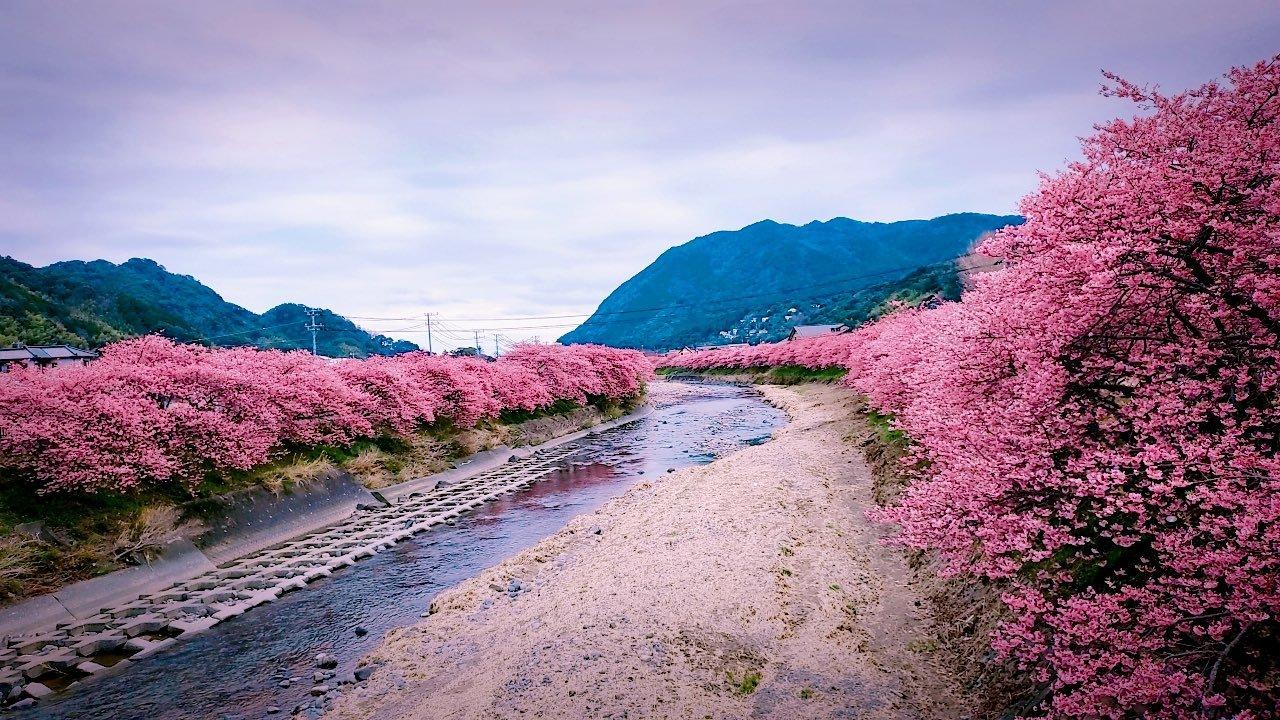 본문 이미지 - 23일 트위터에 올라온 일본 시즈오카(静岡)현(県) 벛꽃 풍경. (출처 : @superpachislo77)