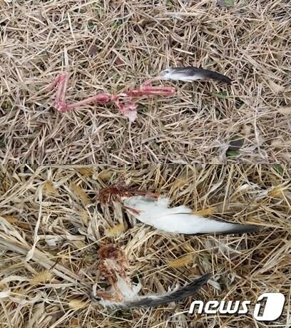 본문 이미지 - 24일 마라도에서 발견된 뿔쇠오리 사체.(제주야생동물연구센터 제공)