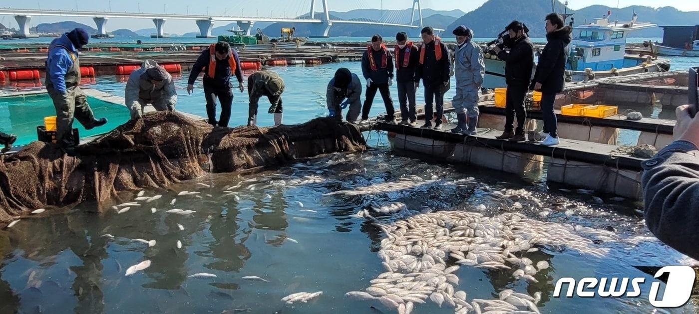 본문 이미지 - 25일 전남 여수시 돌산읍 한 양식장에서 물고기가 집단폐사해 여수시 등 관련 당국이 현장 점검을 벌이고 있다.(여수시 제공)2023.2.26/뉴스1