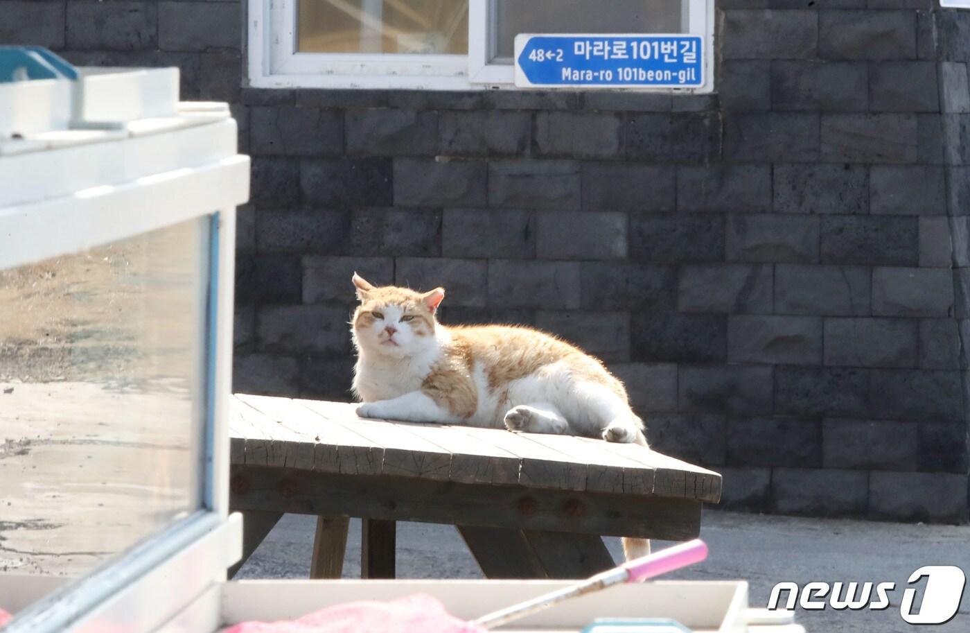 천연기념물 뿔쇠오리 보호를 위한 마라도 고양이 반출 사전작업이 시작된 27일 오전 제주 서귀포시 마라도 한 횟집 앞에 고양이 한 마리가 앉아있다. 2023.2.27/뉴스1 ⓒ News1 오현지 기자